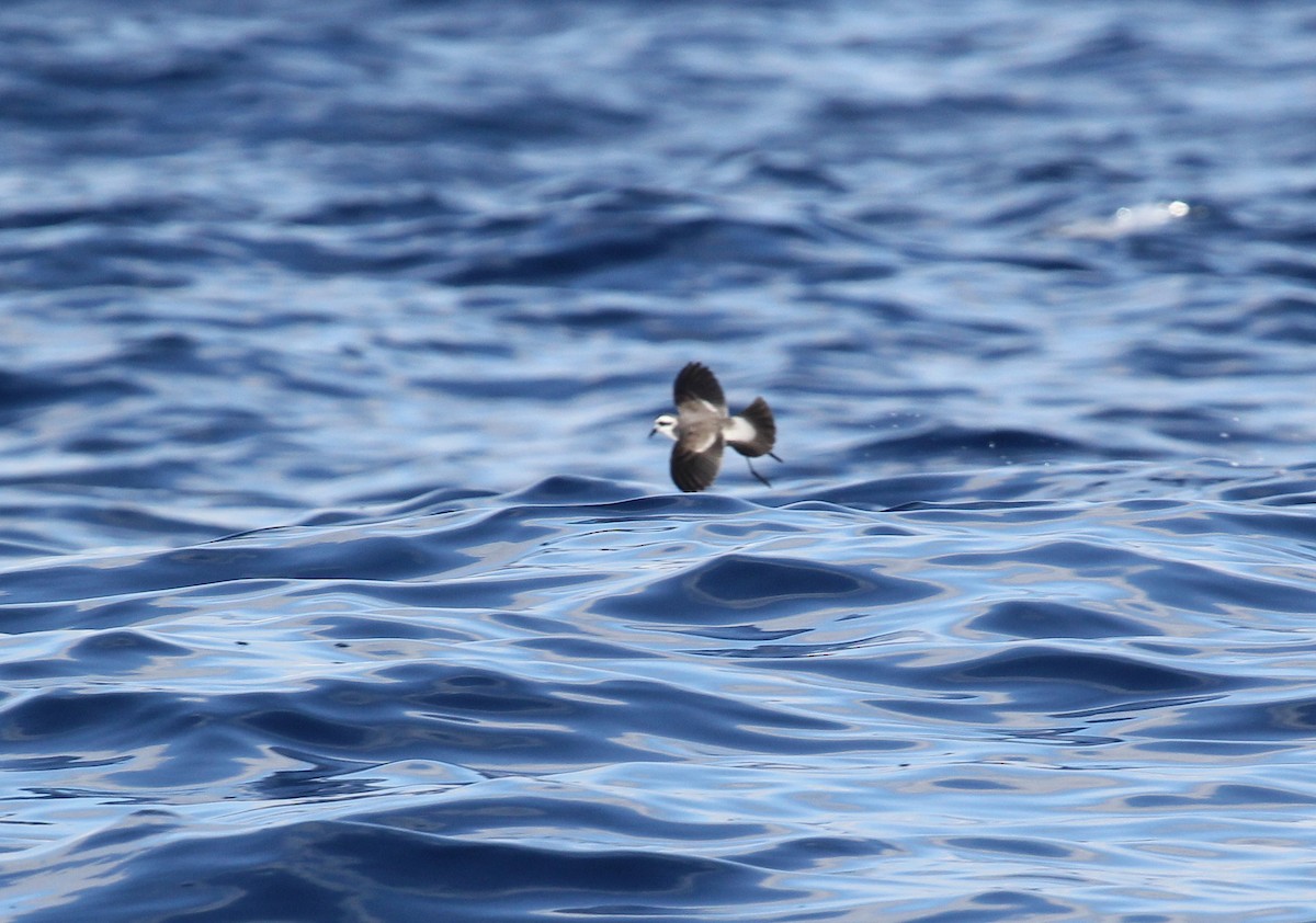White-faced Storm-Petrel - ML156747721