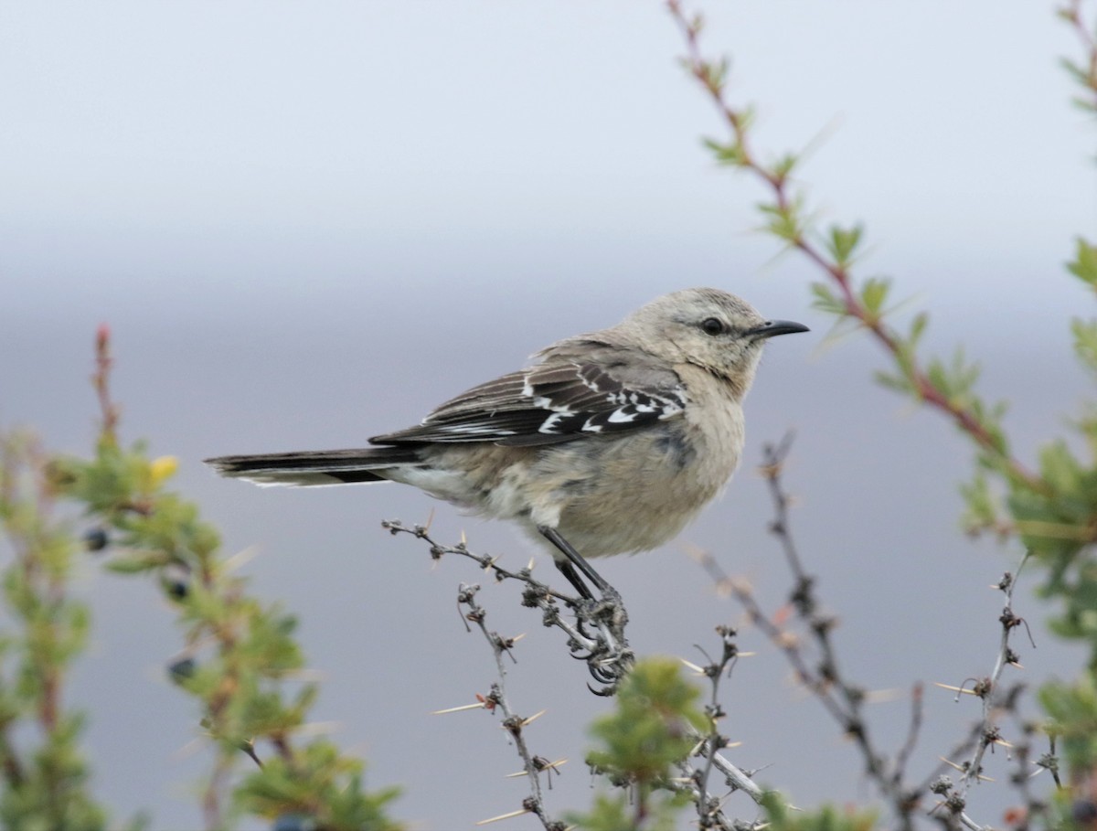 Patagonian Mockingbird - Yuning Wei