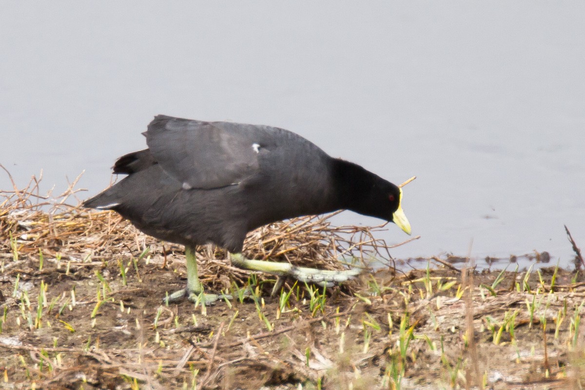 White-winged Coot - Robert Lewis