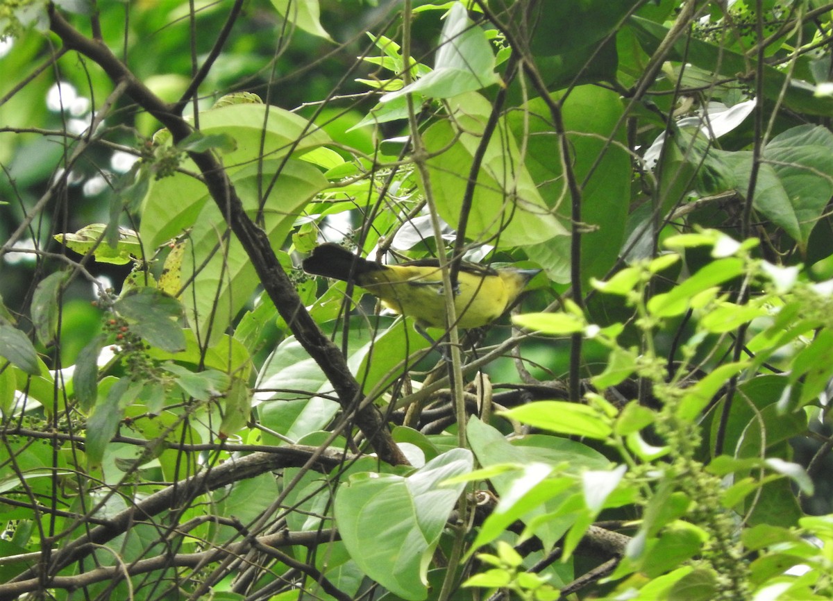 Flame-rumped Tanager (Lemon-rumped) - ML156748941