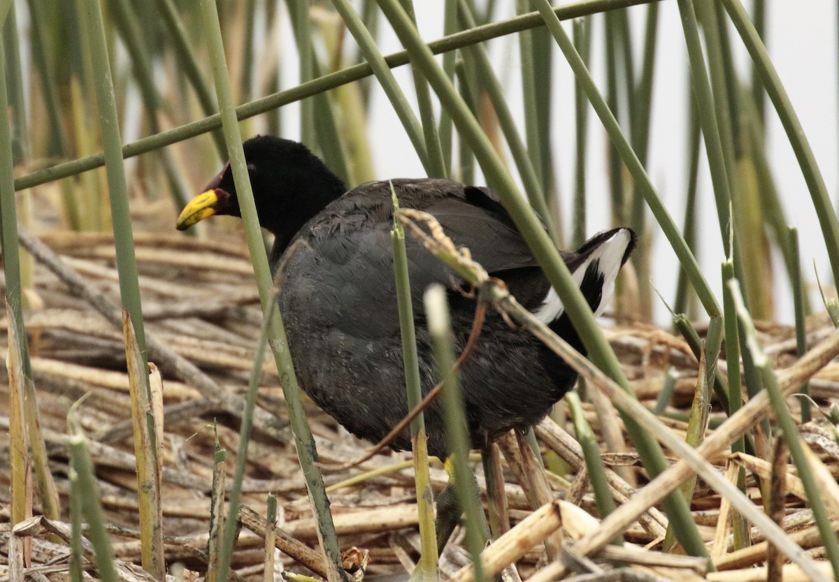Red-fronted Coot - ML156749211