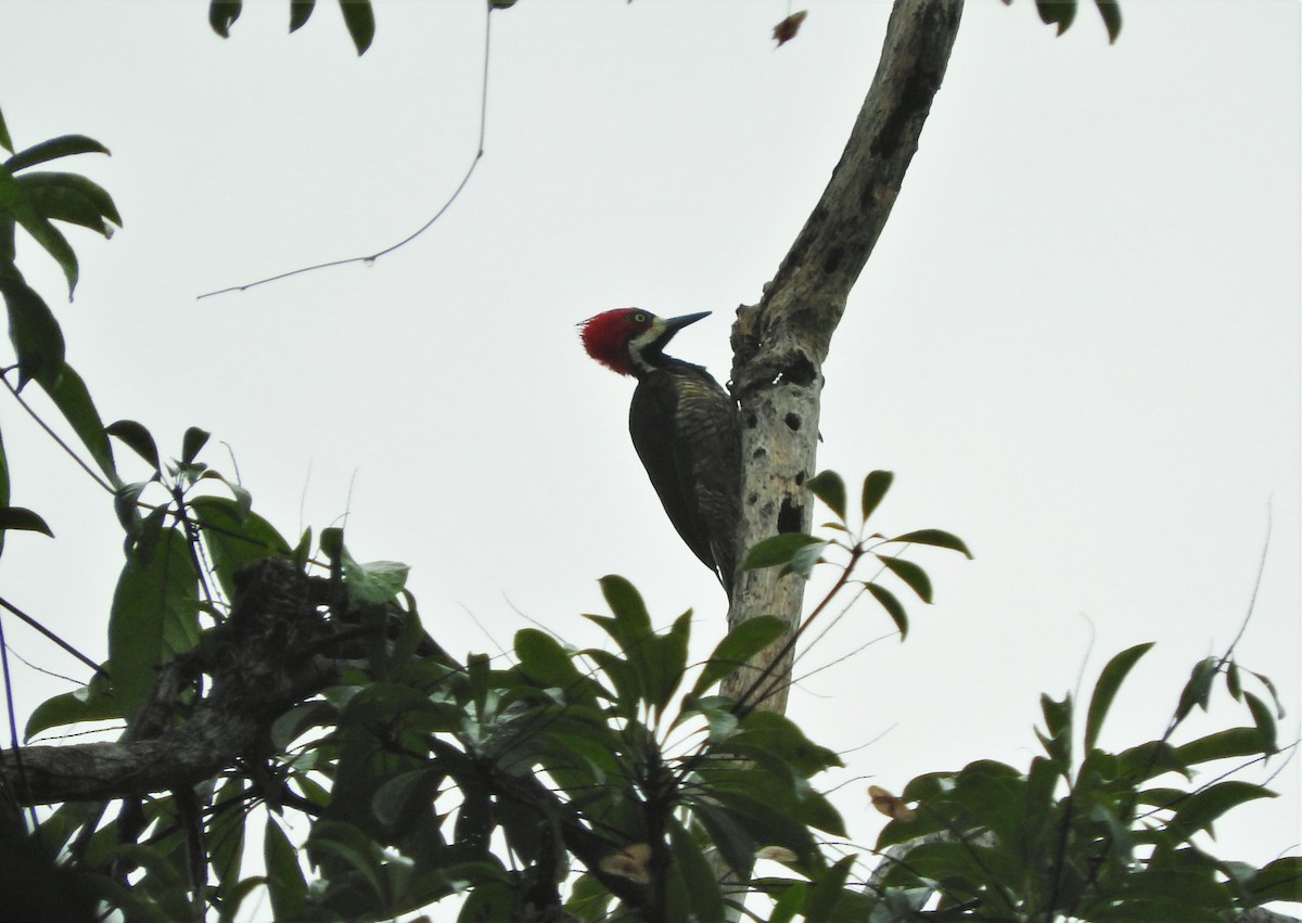 Crimson-crested Woodpecker - ML156749951