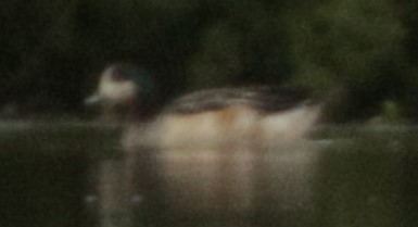 Canard de Chiloé - ML156749981