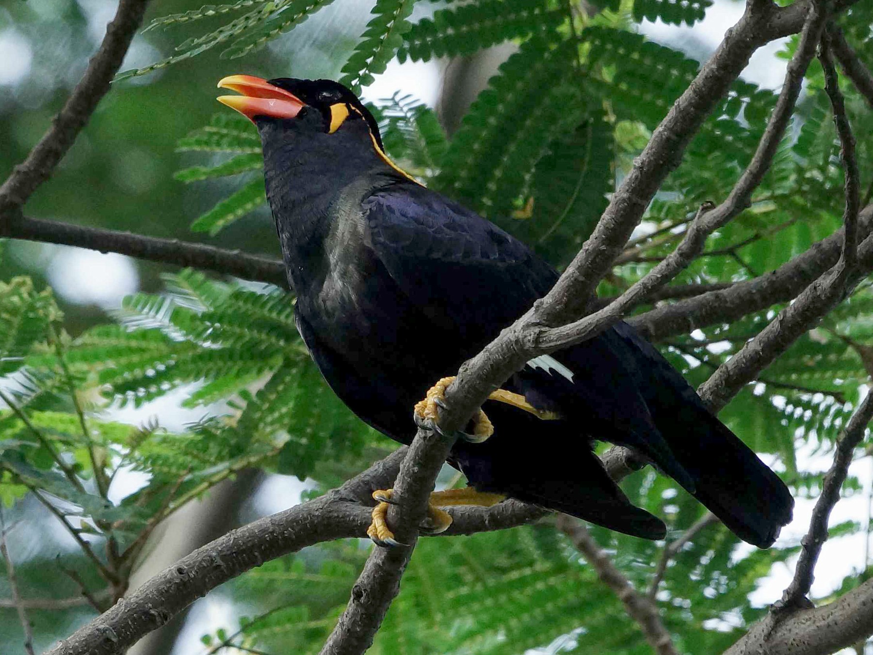 hill myna