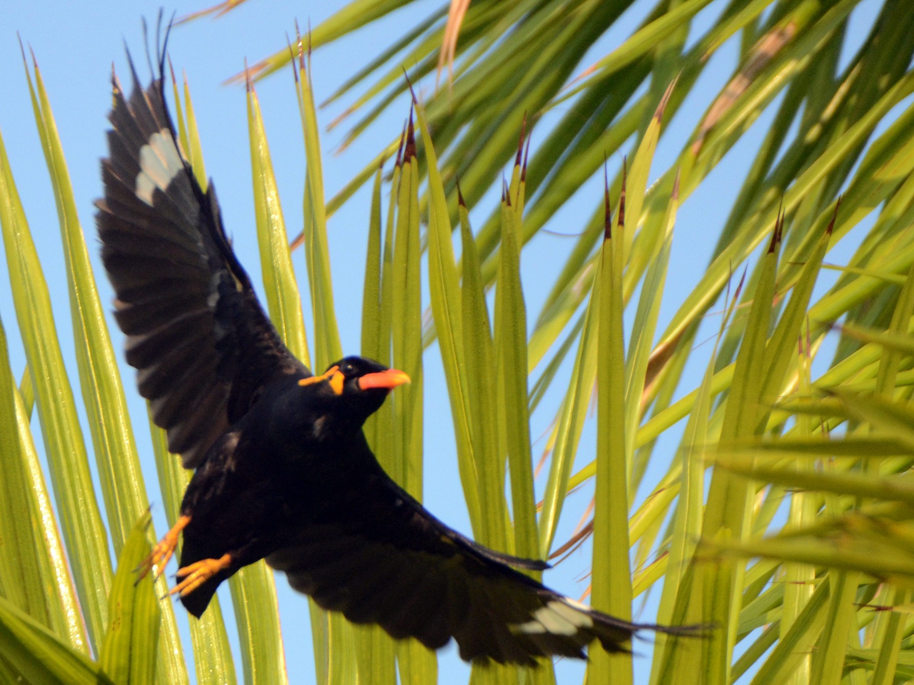 Common Hill Myna - Steven Mlodinow