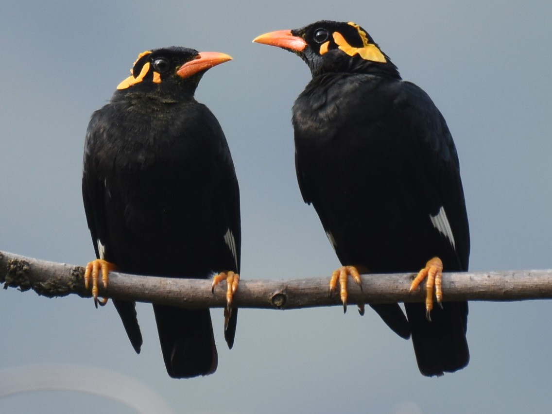 Southern Hill Myna - Renuka Vijayaraghavan