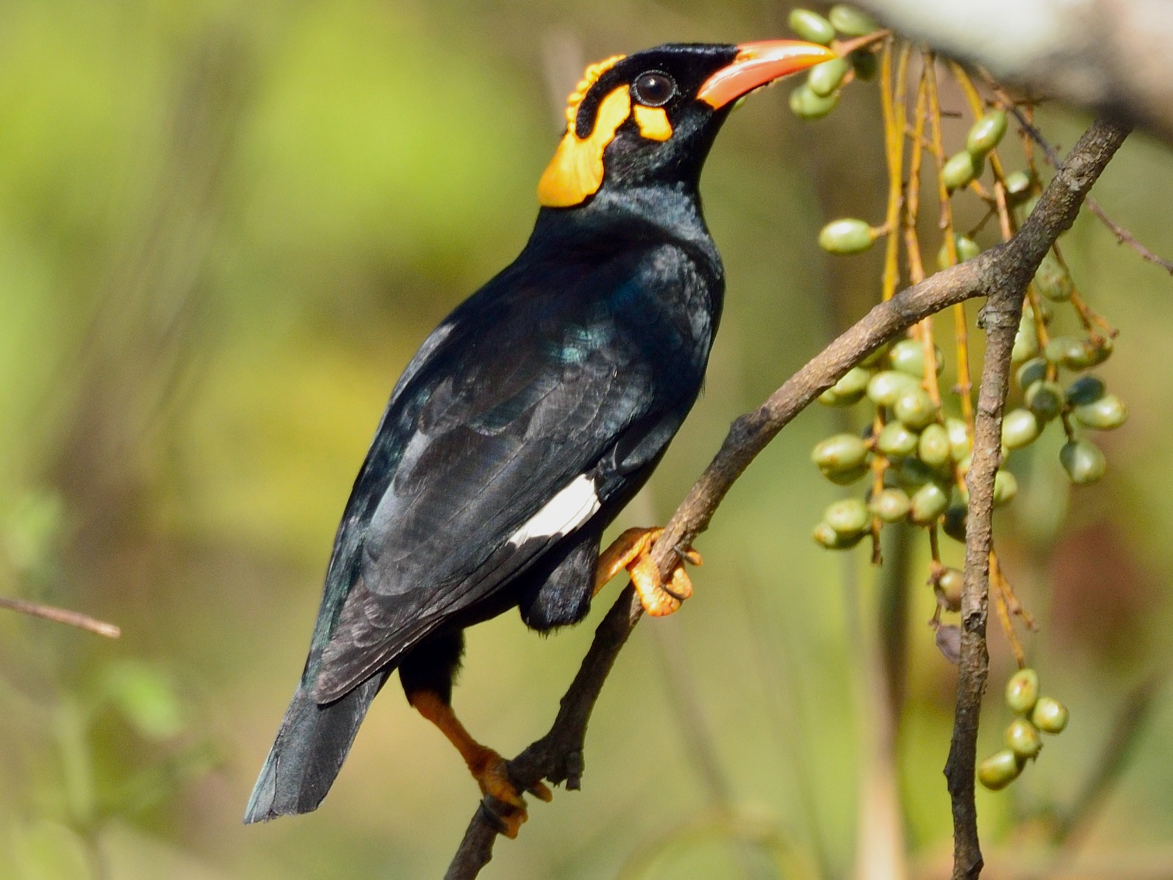 hill myna