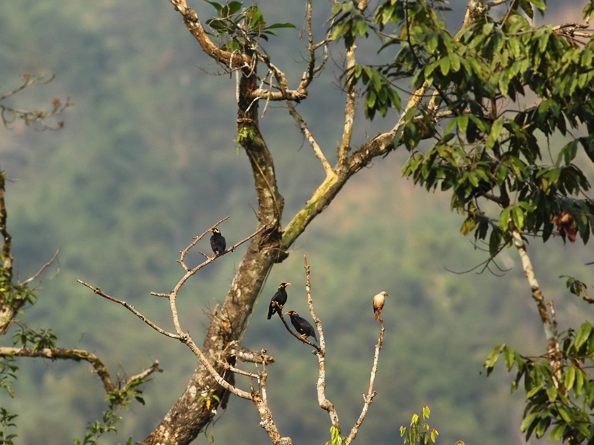 Southern Hill Myna - Soar Excursions