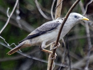 Молодая птица - Shekar Vishvanath - ML156750511