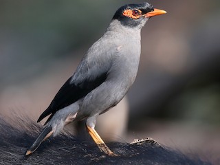  - Bank Myna