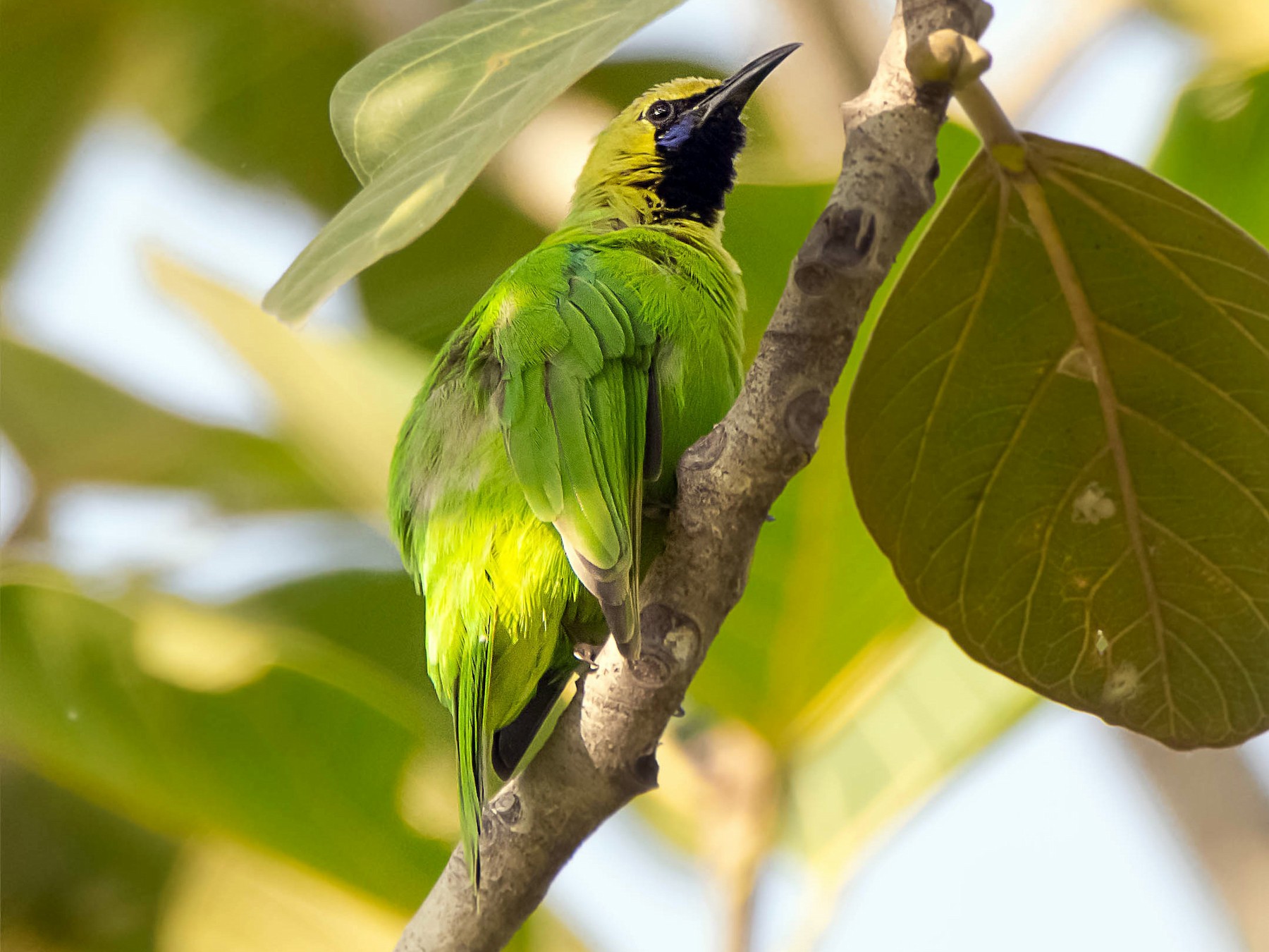 Jerdon's Leafbird - Nilesh Shevgaonkar