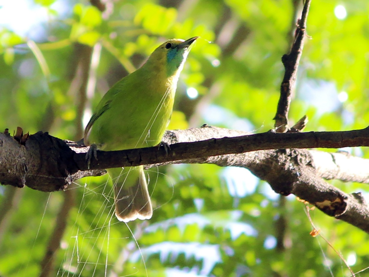 Jerdon's Leafbird - Vizz Vishwanath