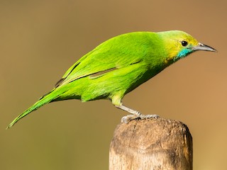 Jerdon's Leafbird (Jerdon's Chloropsis) - eBird