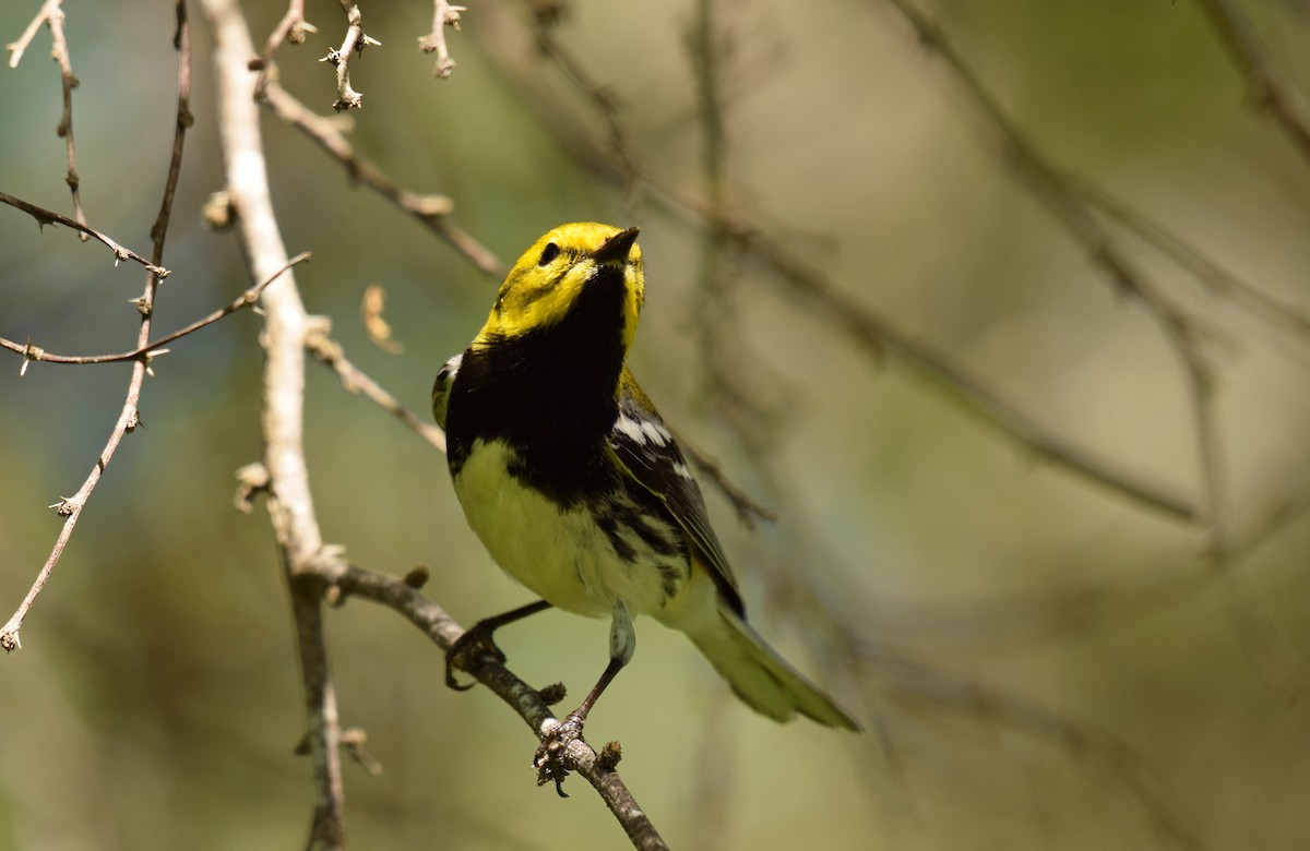 Black-throated Green Warbler - Ryan O'Donnell