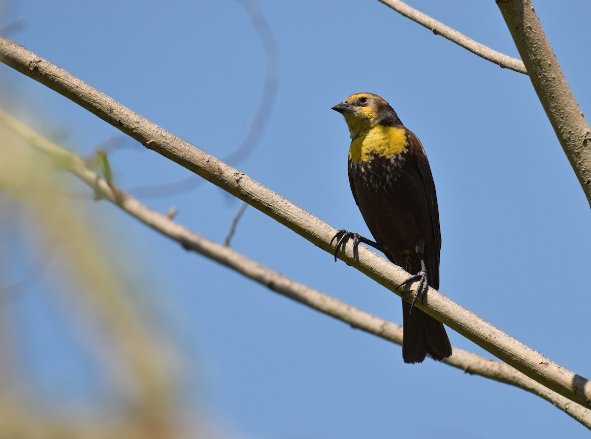 Yellow-headed Blackbird - ML156751501