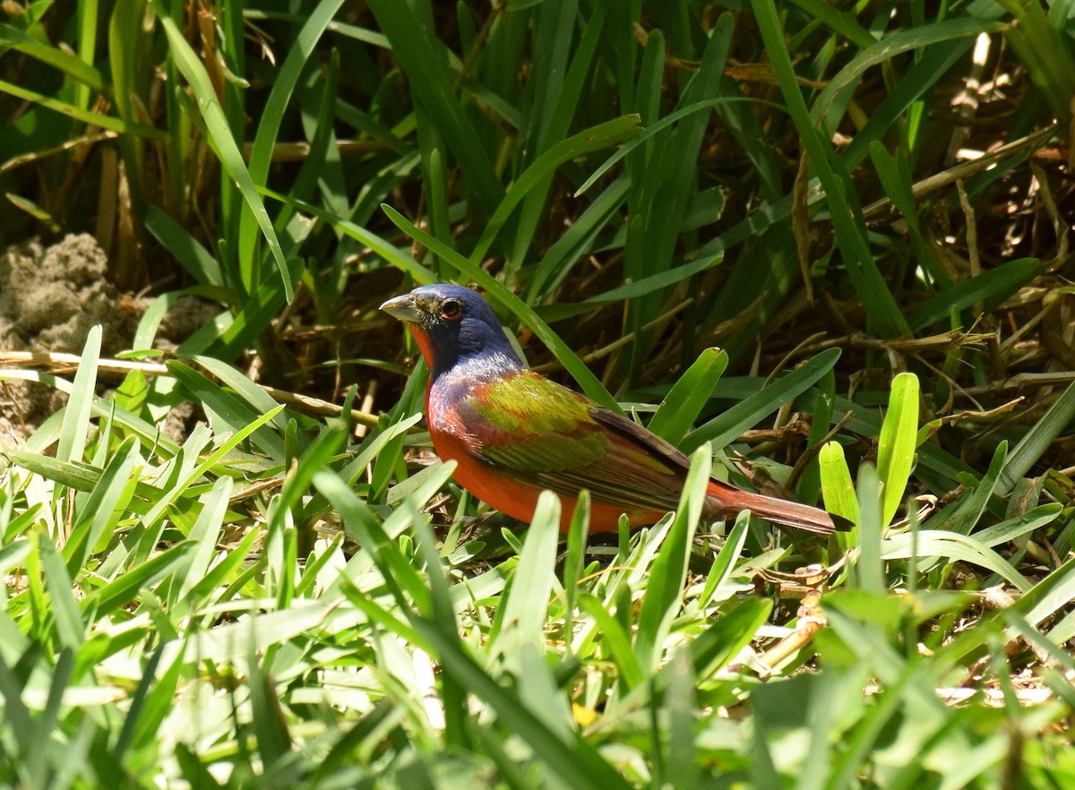 Painted Bunting - ML156751961
