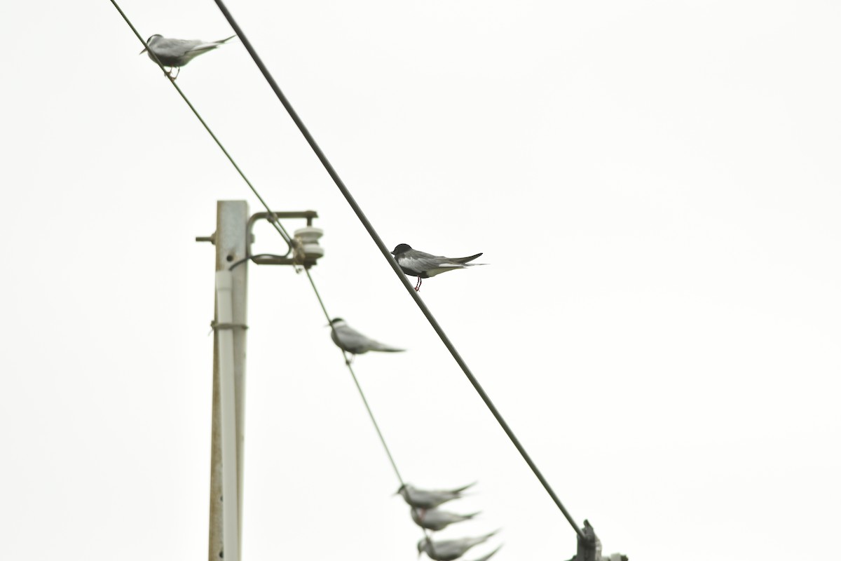 White-winged Tern - ML156752451