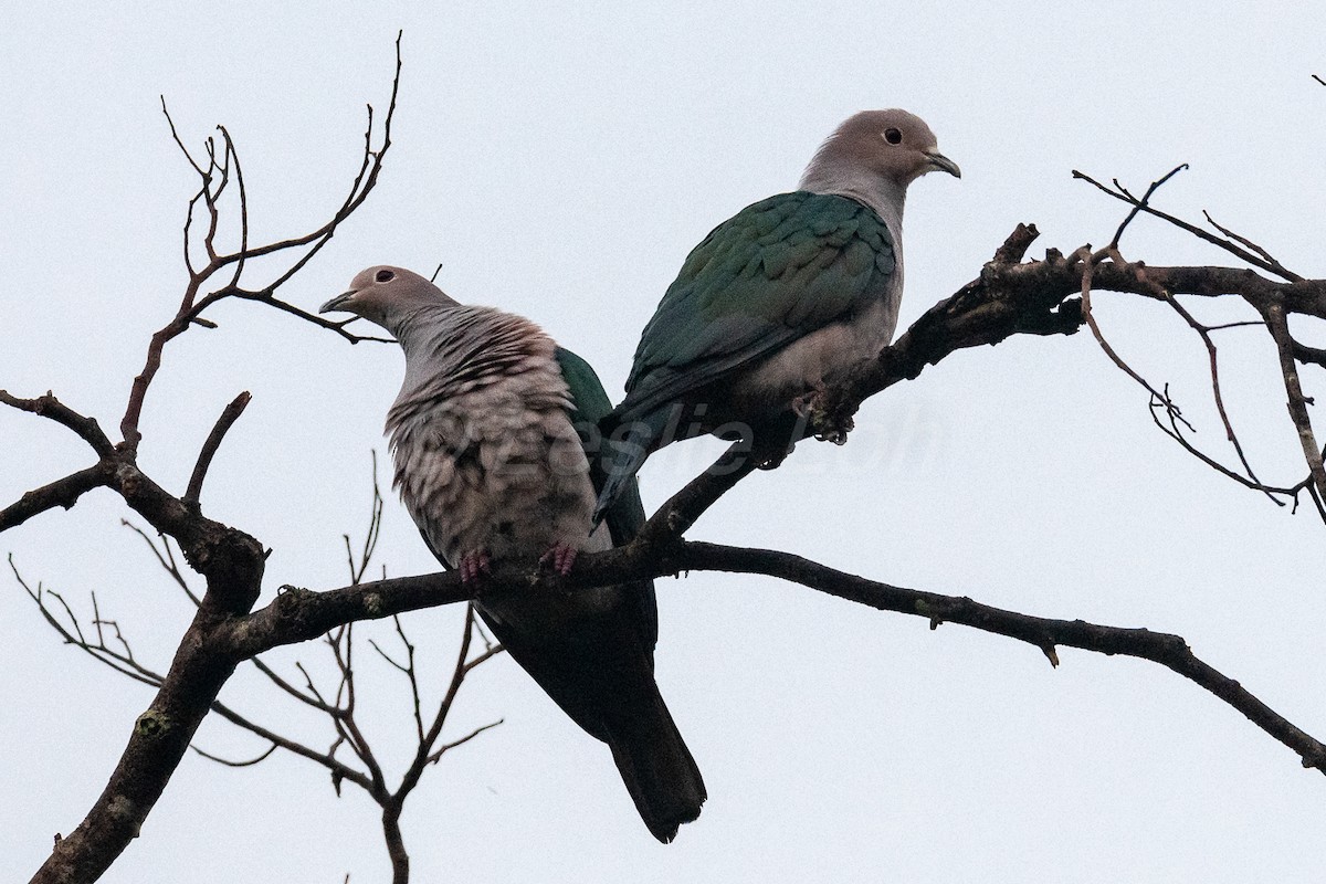 Green Imperial-Pigeon - ML156753081