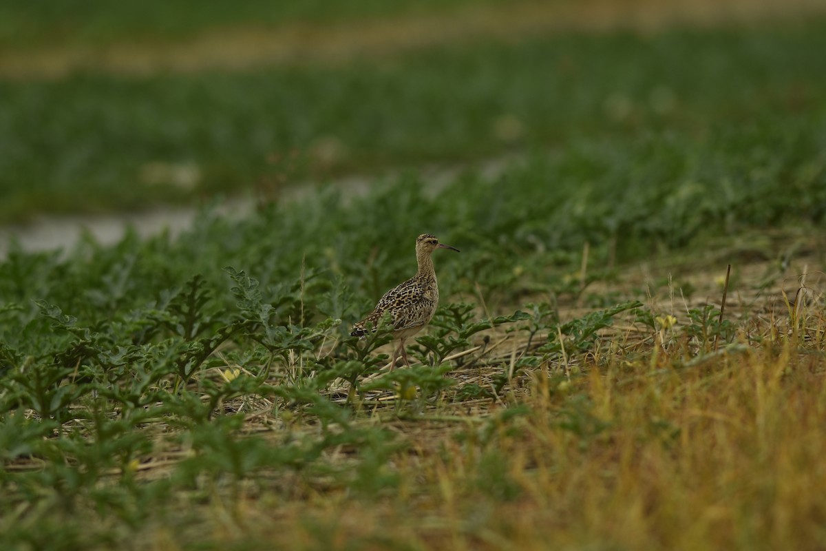 Little Curlew - ML156753331