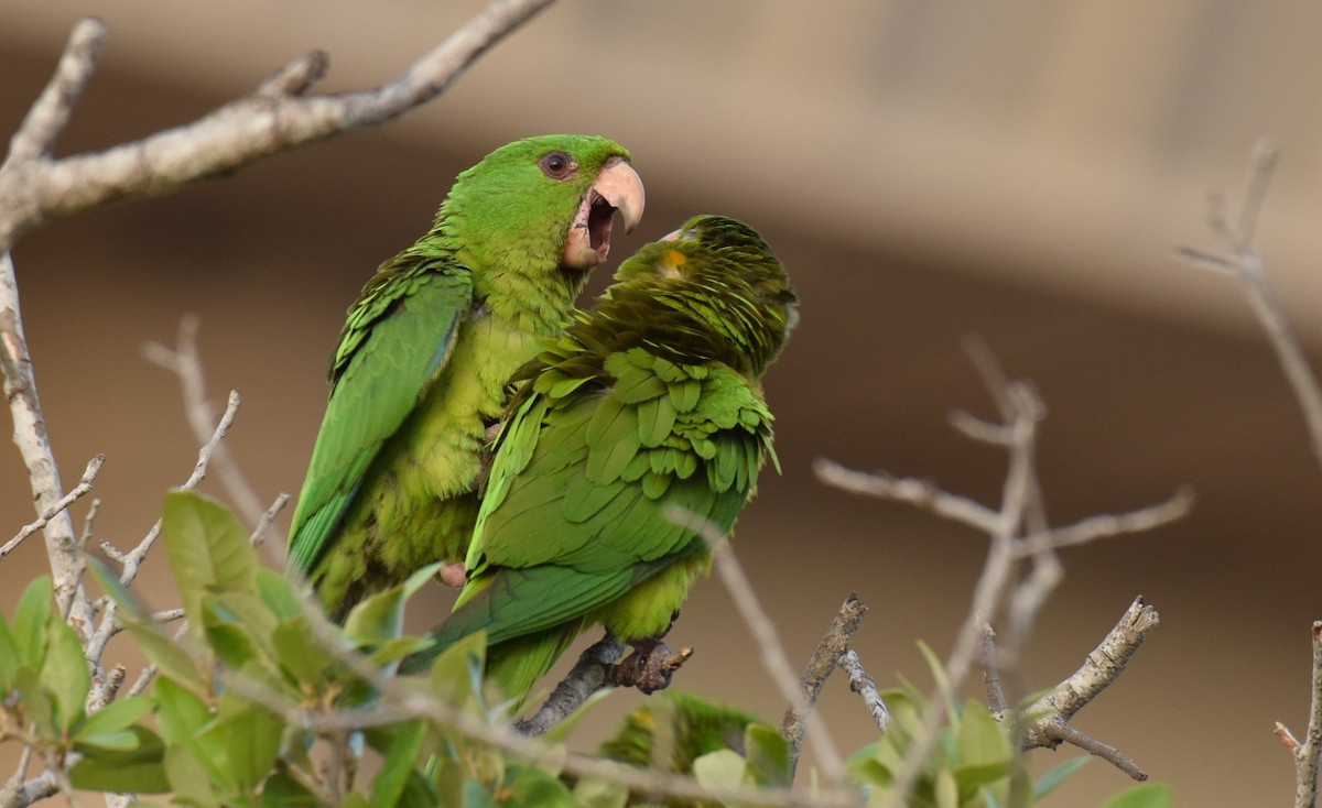 Green Parakeet (Green) - ML156753571