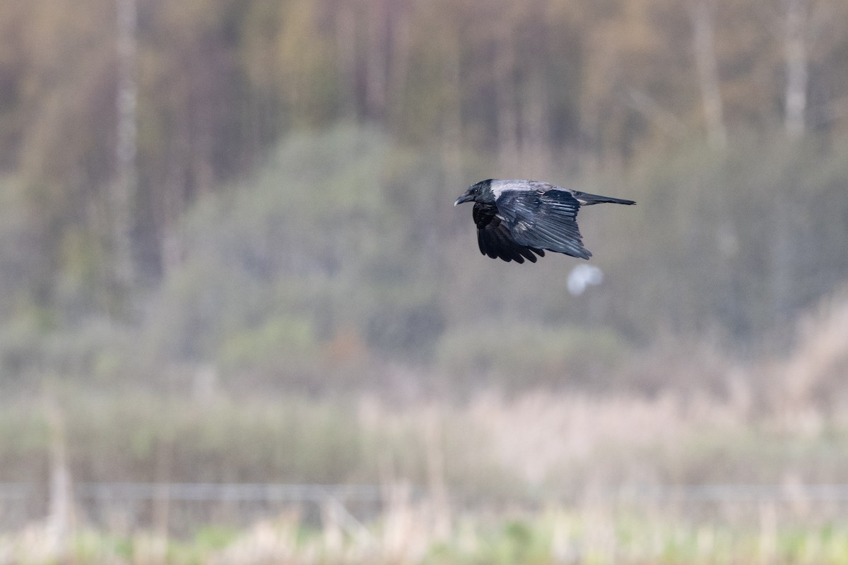 Hooded Crow - Hans Norelius