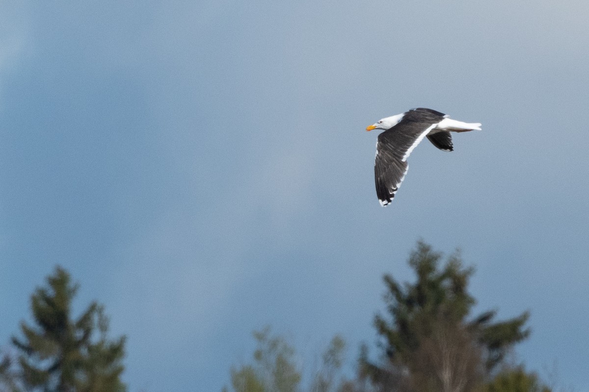 Great Black-backed Gull - Hans Norelius