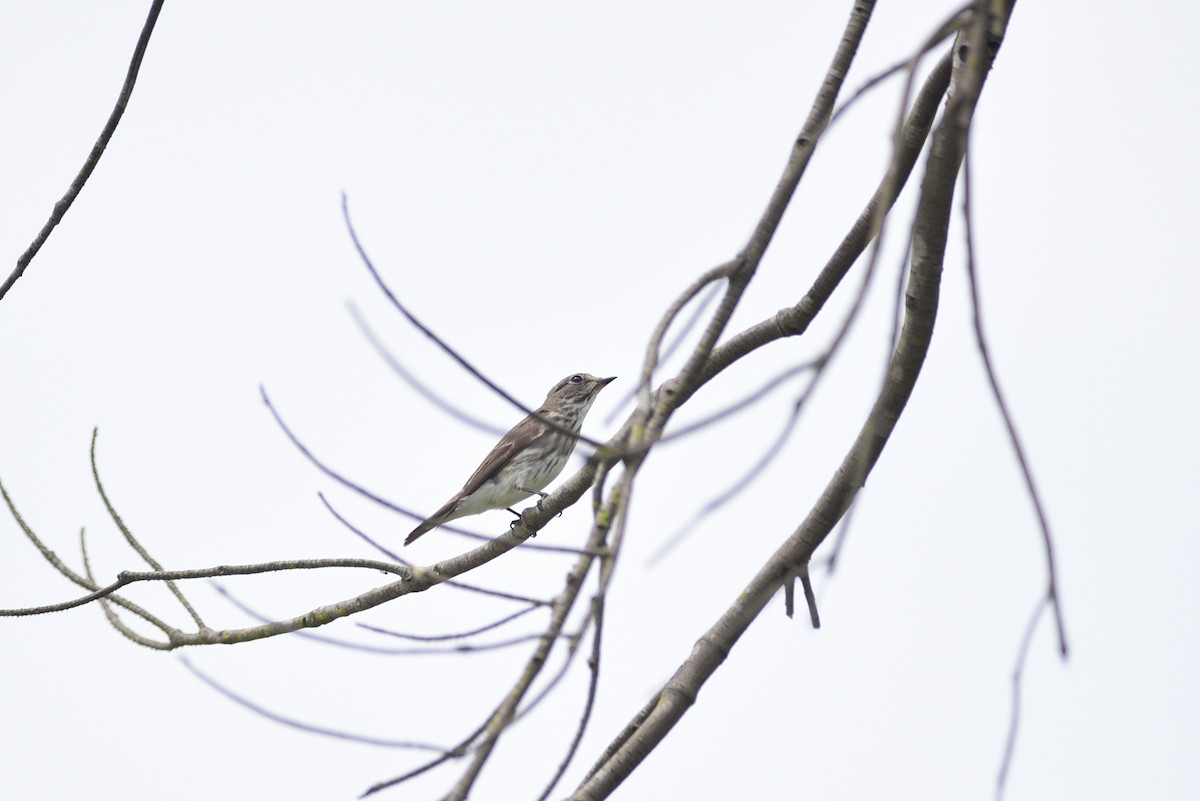 Gray-streaked Flycatcher - Ta-Chih Chen