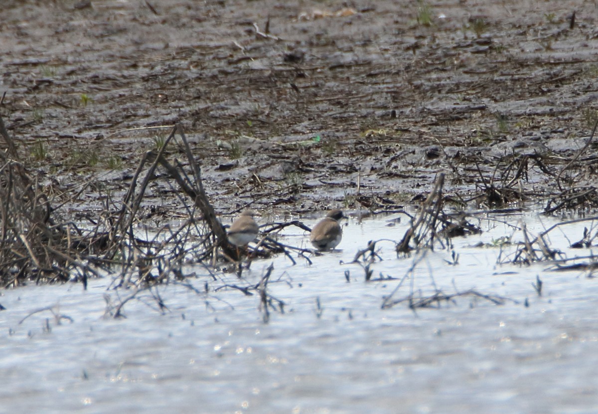 Semipalmated Plover - ML156755881