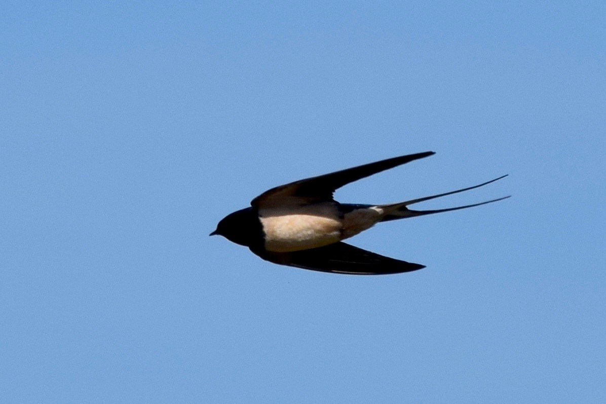 Barn Swallow - julie desrosiers