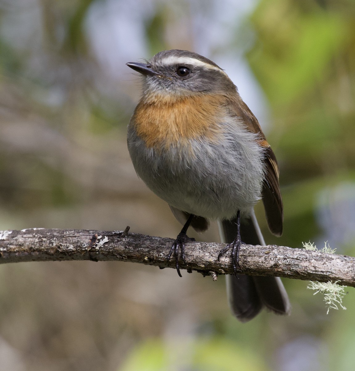 Rufous-breasted Chat-Tyrant - ML156763021