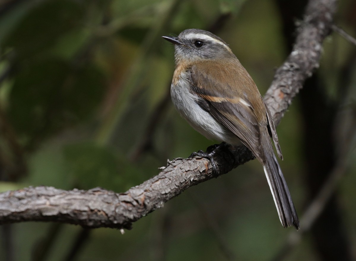 Rufous-breasted Chat-Tyrant - ML156763031