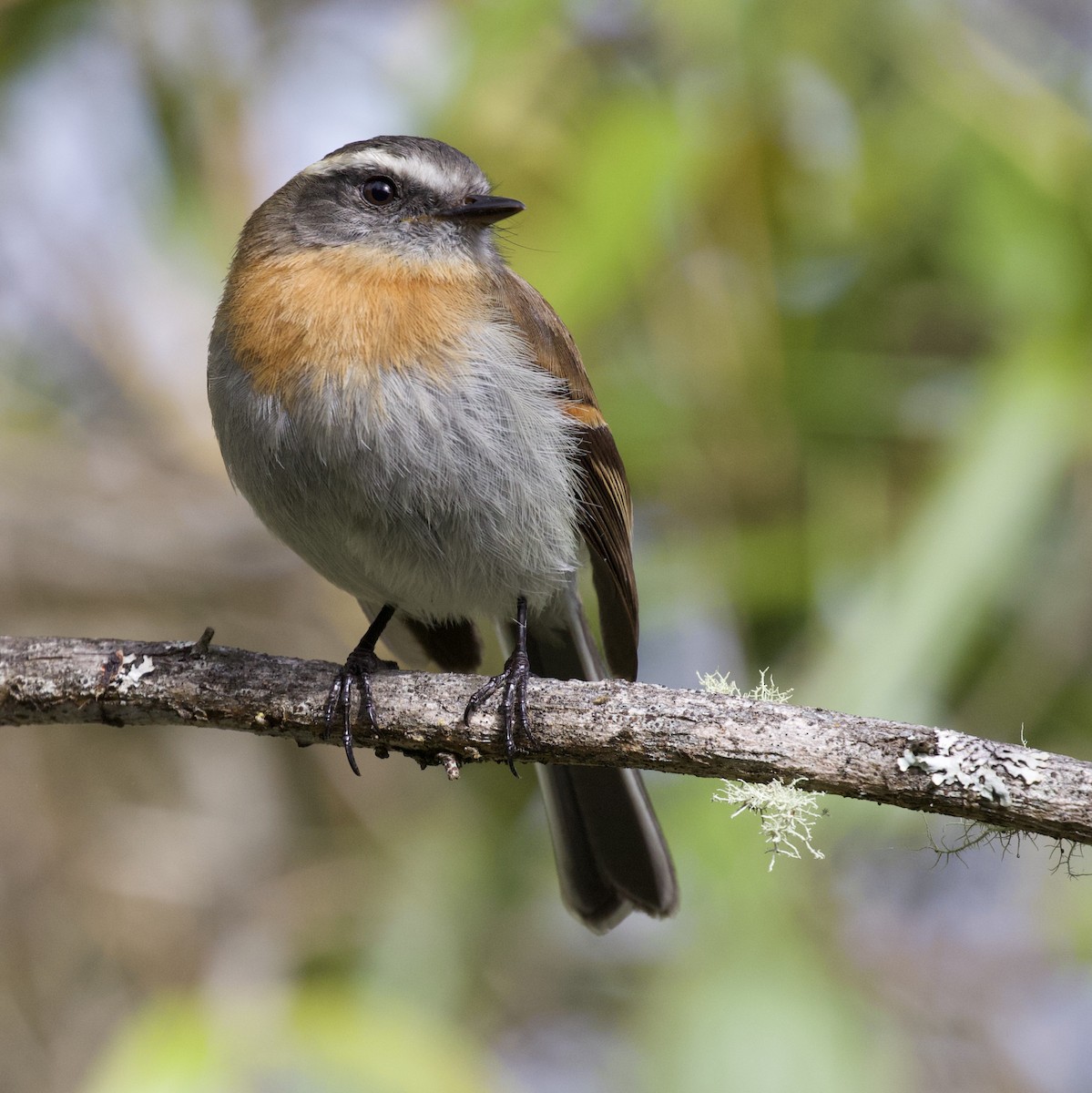 Rufous-breasted Chat-Tyrant - ML156763041