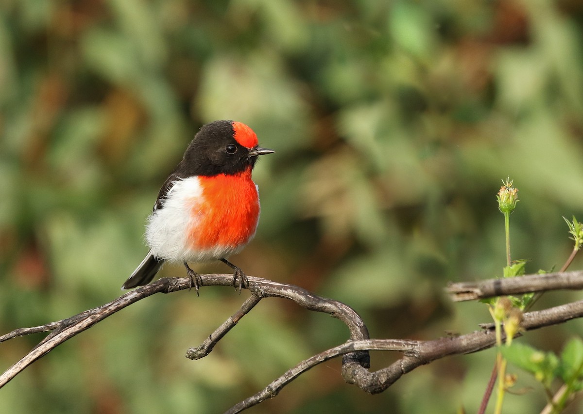 Red-capped Robin - ML156765381