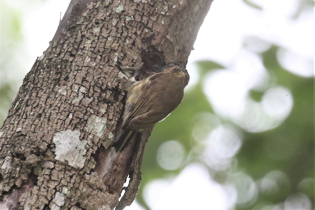 Olivaceous Piculet - ML156766431