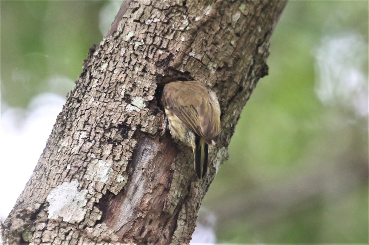 Olivaceous Piculet - ML156766441