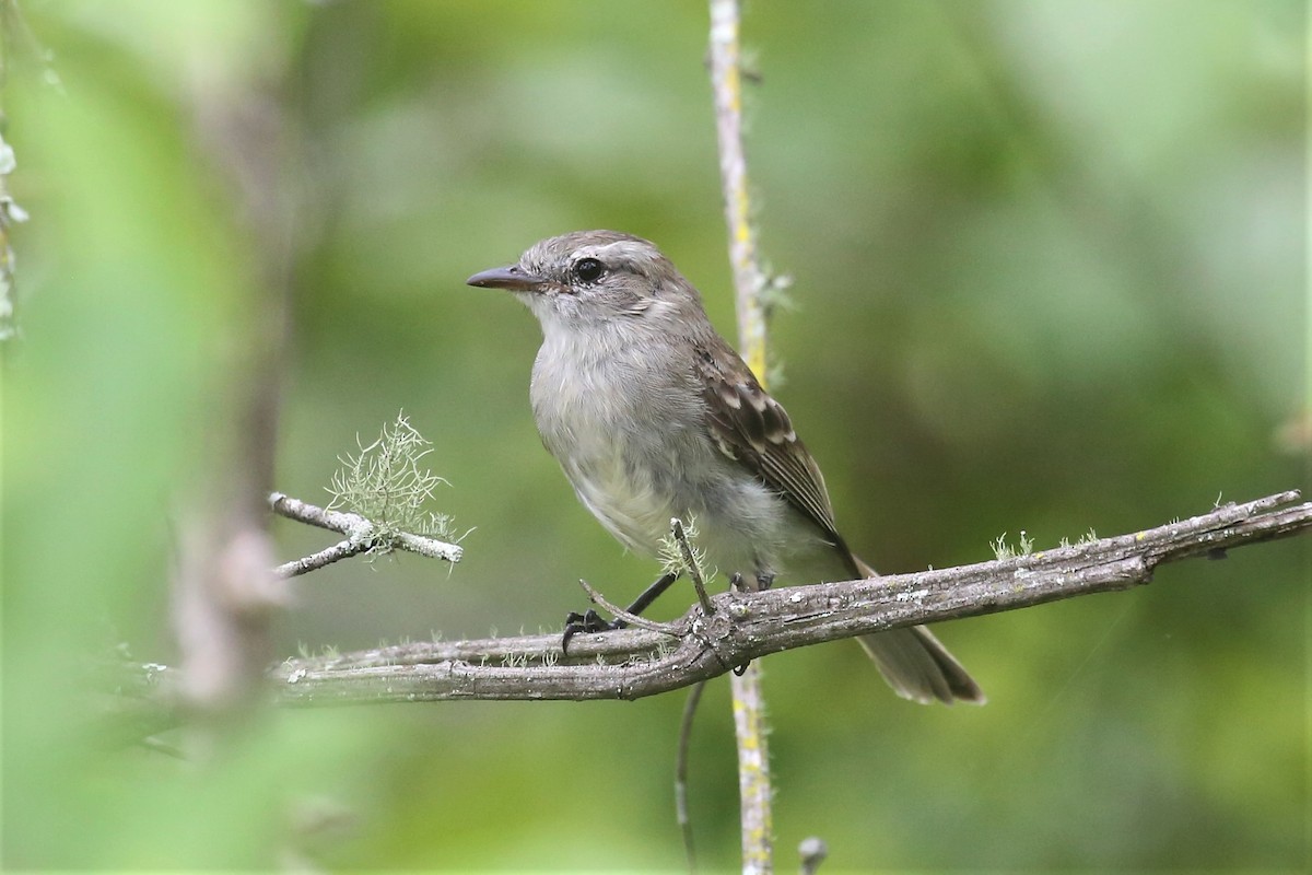 Northern Mouse-colored Tyrannulet - Charles Davies