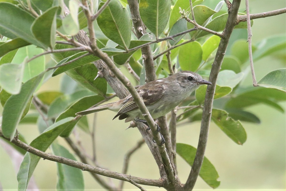 Northern Mouse-colored Tyrannulet - ML156766551