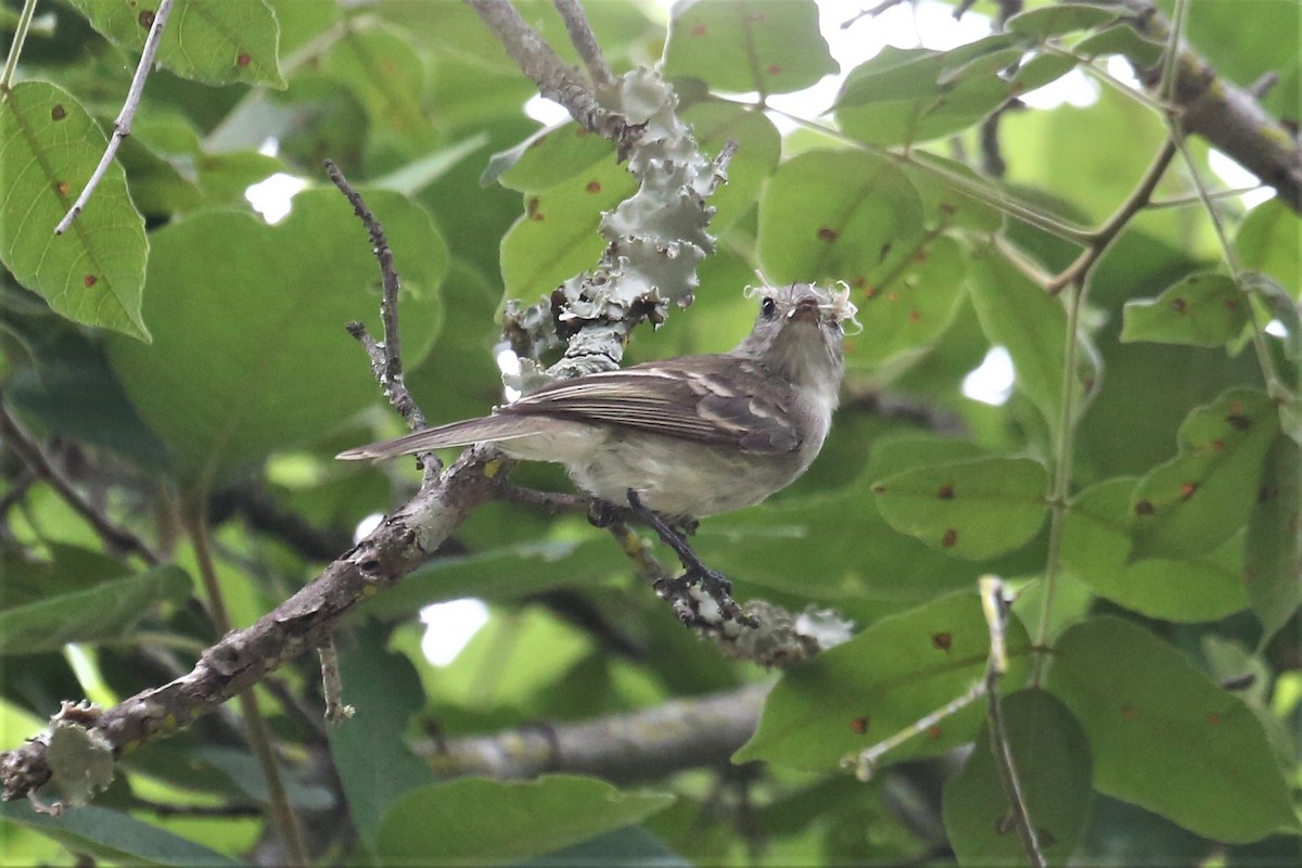 Northern Mouse-colored Tyrannulet - ML156766561
