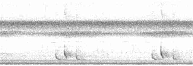 Kaatinga Pufkuşu (striatipectus) - ML156772451