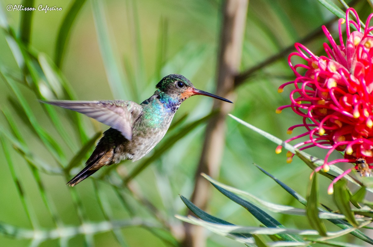 kolibřík savanový - ML156775921