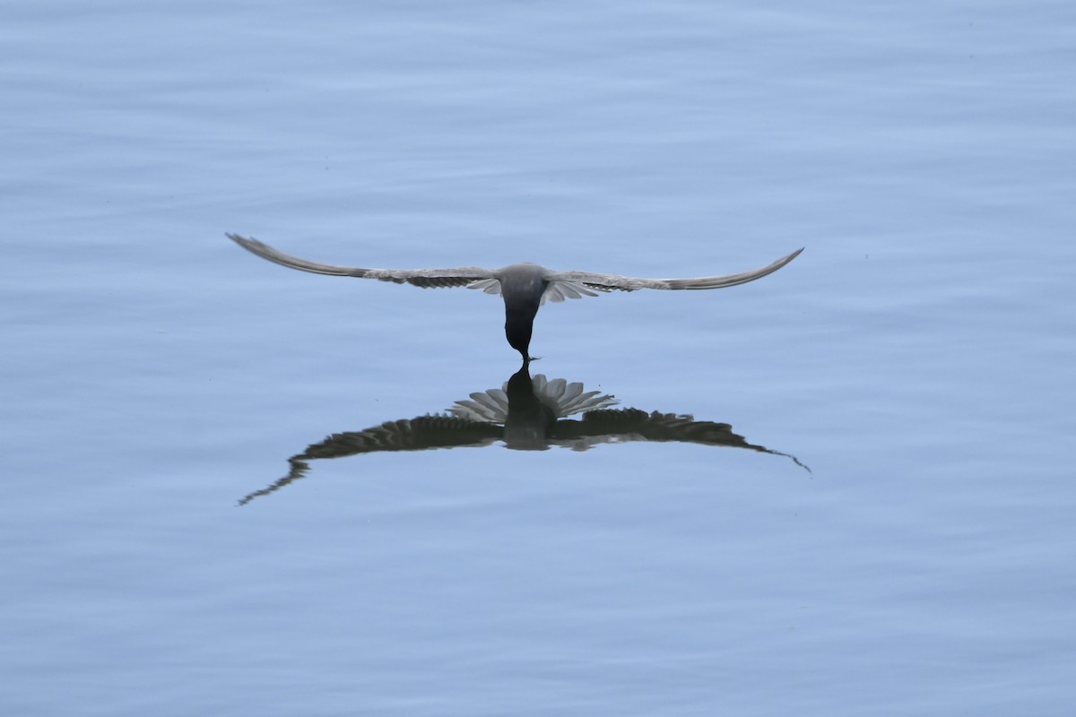 Black Tern - Miguel Vallespir Castello