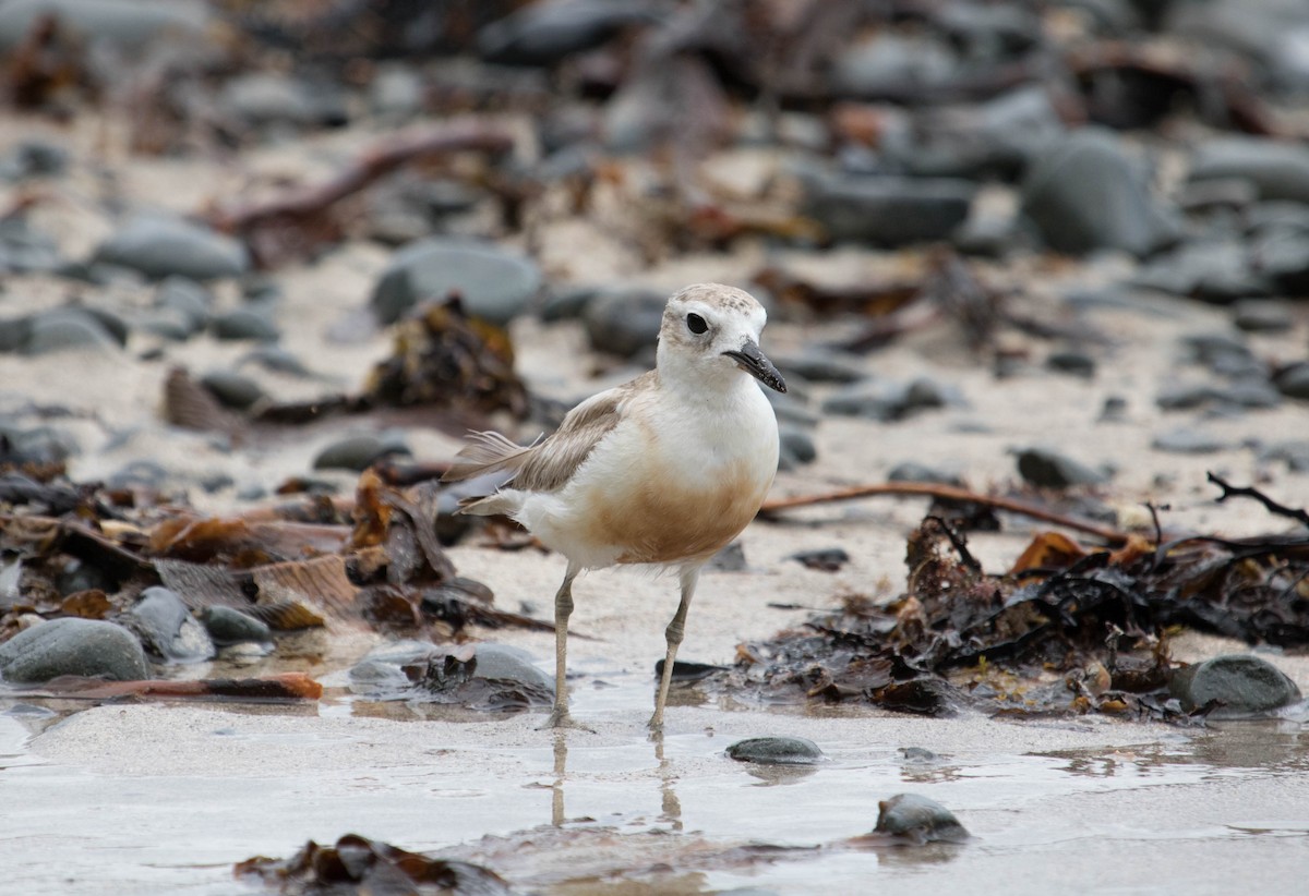 Red-breasted Dotterel - Kathryn Lauer