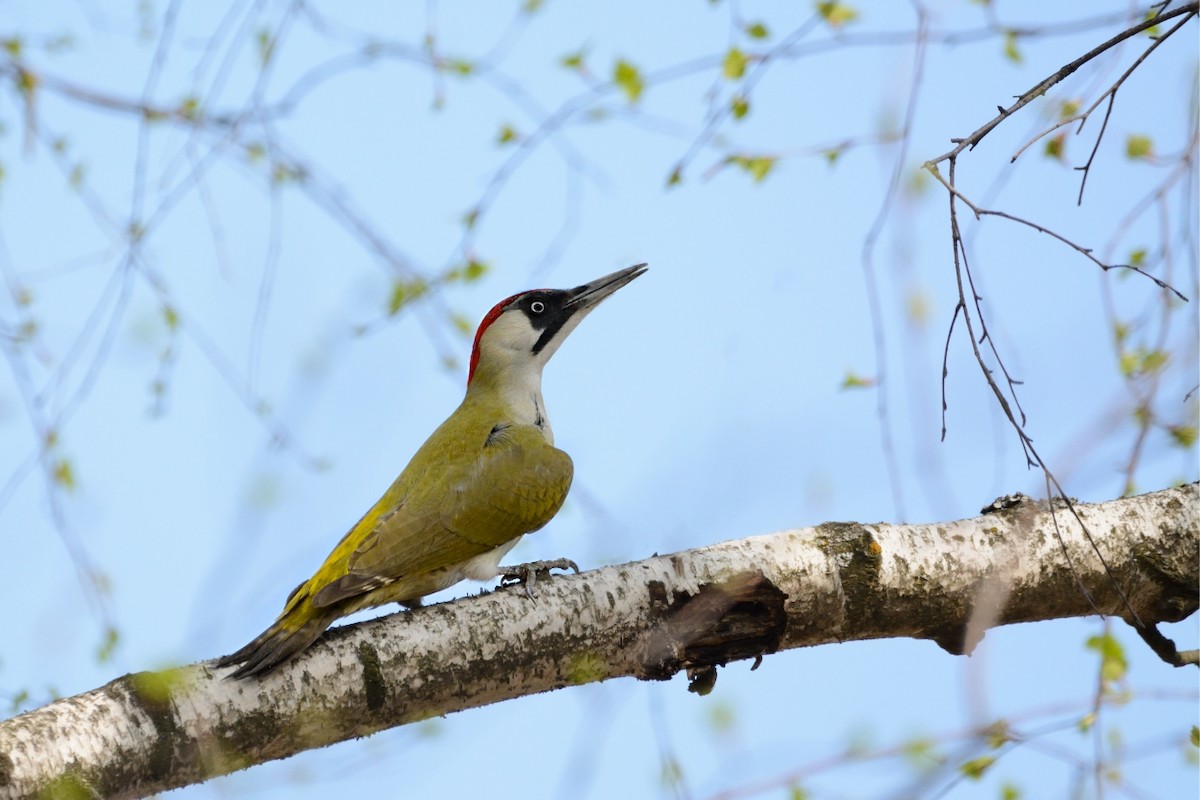 Eurasian Green Woodpecker - Natalya Ostapova