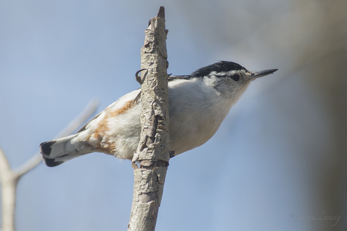 White-breasted Nuthatch - ML156783121