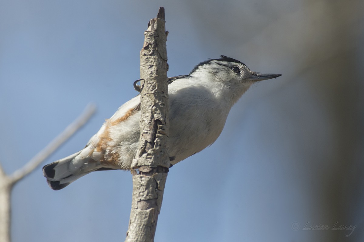 White-breasted Nuthatch - ML156783141