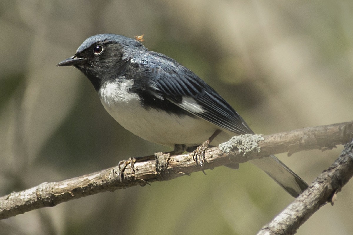 Black-throated Blue Warbler - Lucien Lemay