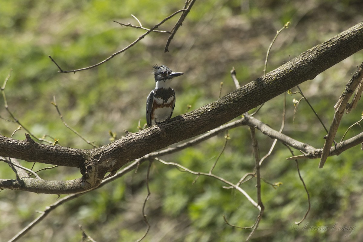 Belted Kingfisher - ML156784211
