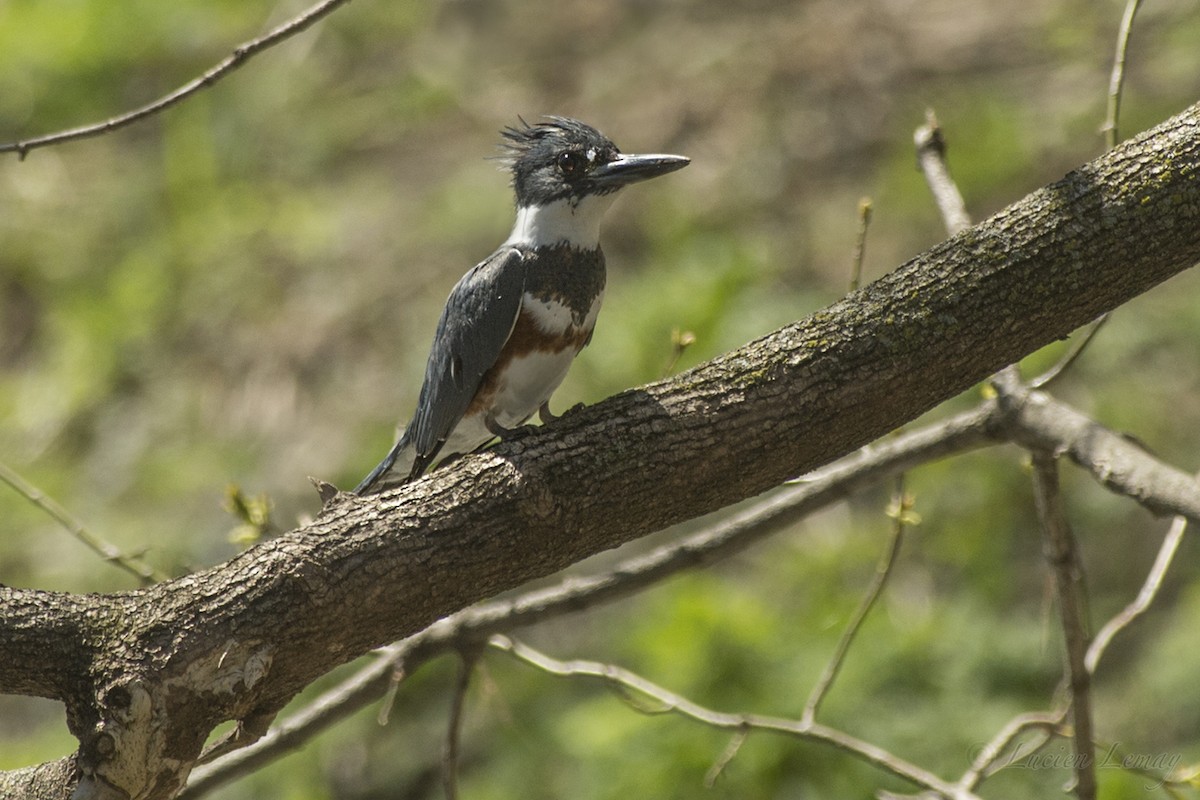 Belted Kingfisher - ML156784241