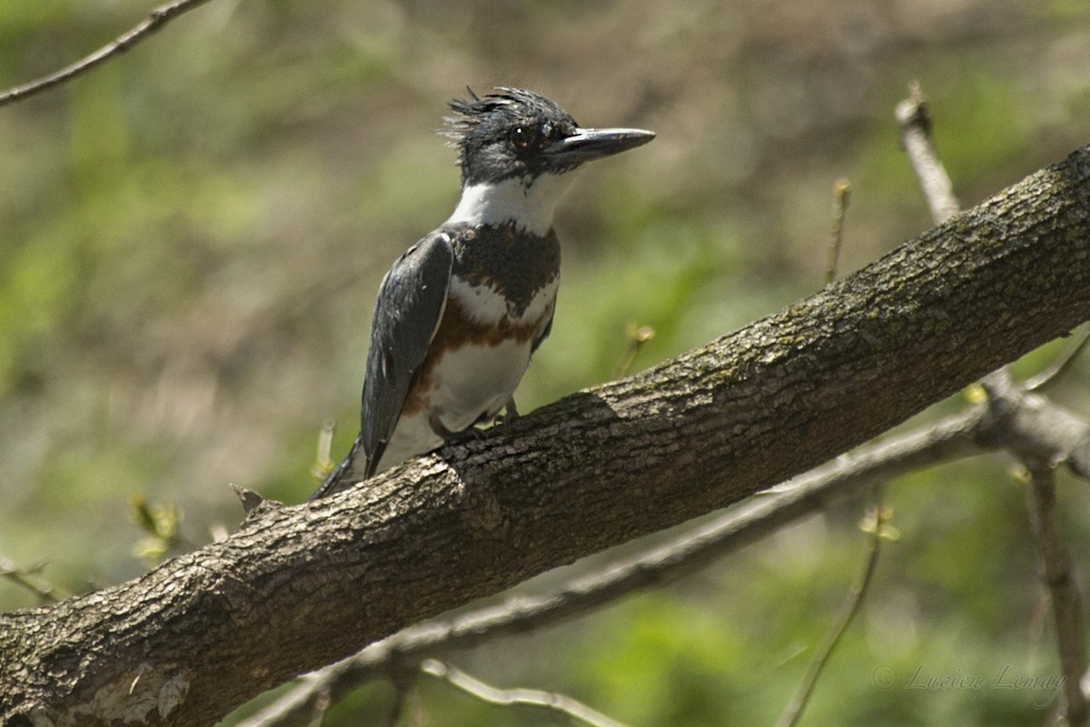 Belted Kingfisher - ML156784251