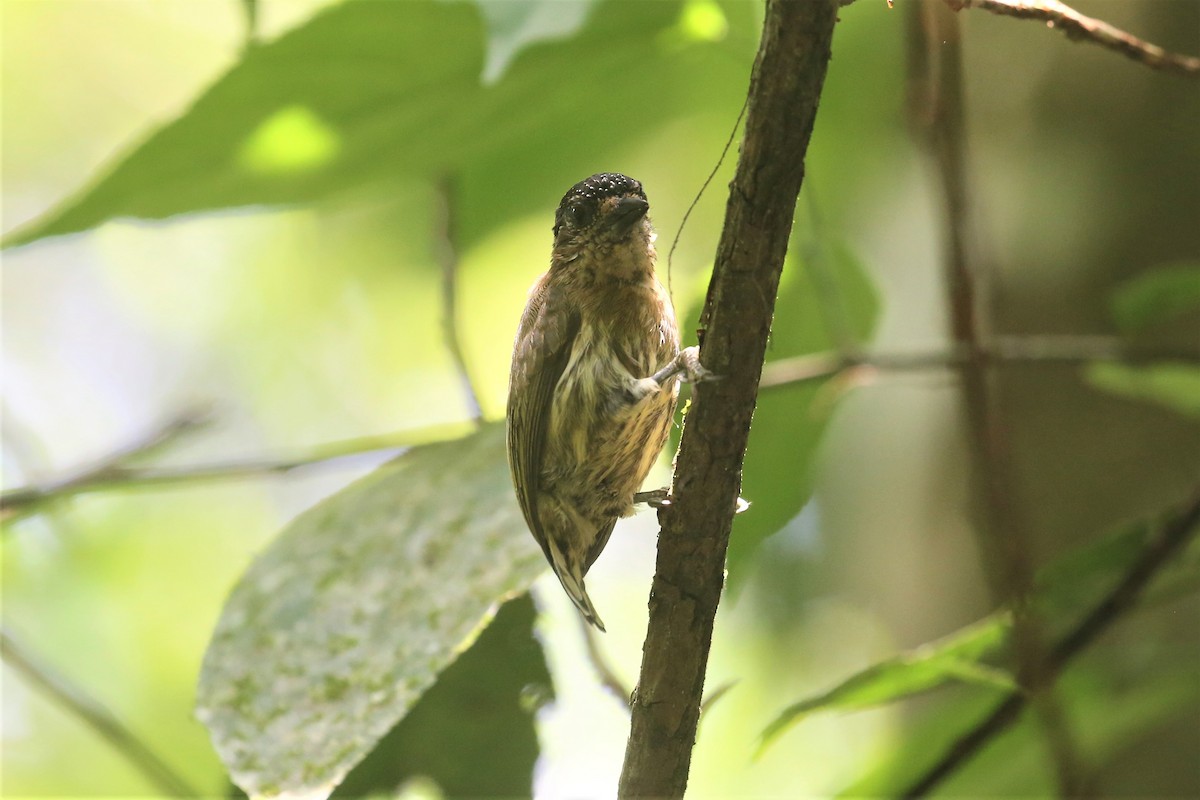 Olivaceous Piculet - Charles Davies